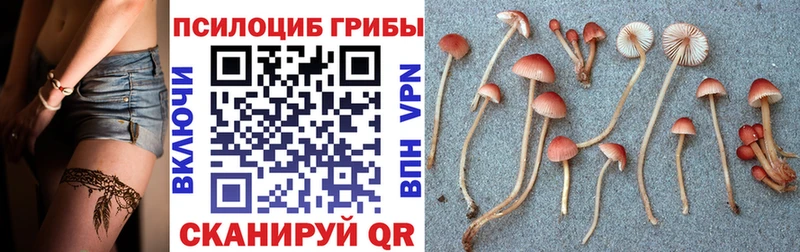 где найти наркотики  Белёв  Псилоцибиновые грибы мицелий 
